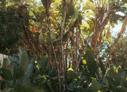 garden established