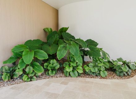 Adalea, Buderim-15