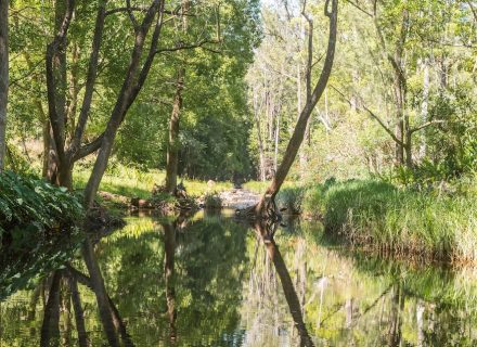 Ananda, Currumbin Valley_15