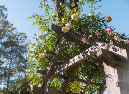 Ananda, Currumbin Valley_23