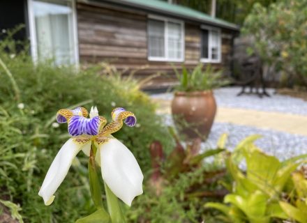 Ananda, Currumbin Valley_25
