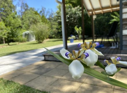 Ananda, Currumbin Valley_26