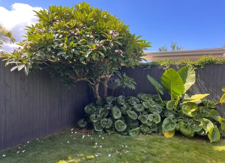 Arrosa, Caringbah-36