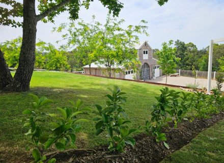 Aurelle, Kurrajong-10