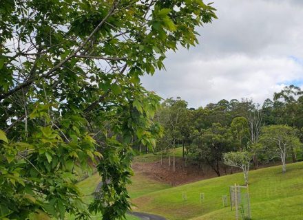 Aurelle, Kurrajong-11