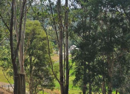 Aurelle, Kurrajong-25