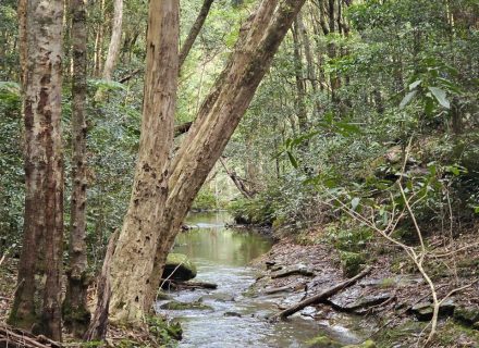 Aurelle, Kurrajong-37