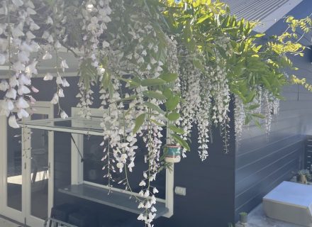 Bell Cottage, North Narrabeen 08