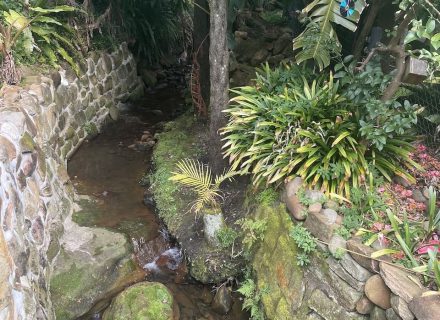 Benson Creek, Lindfield2