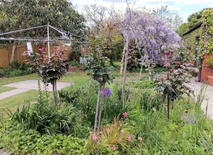 backyard garden established pool