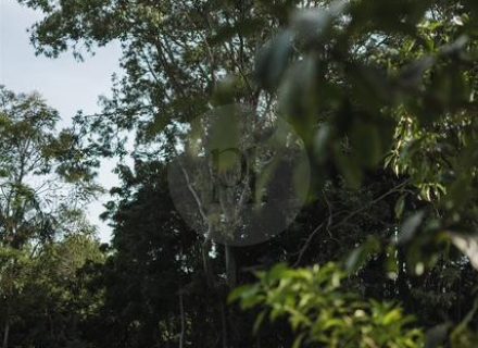 Blanca, Byron Bay Hinterland-16