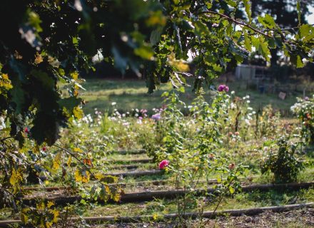 garden established