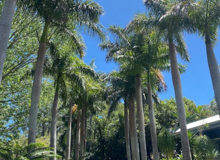 Palm Trees driveway
