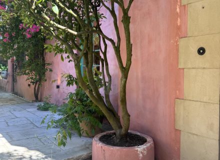 Casa Rosa, Rose Bay-54