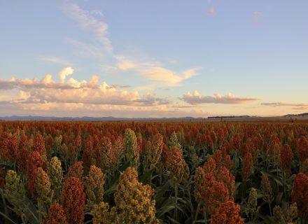 Clementine, Quirindi 29