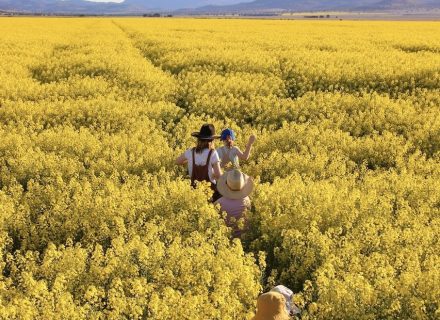 Clementine, Quirindi 5