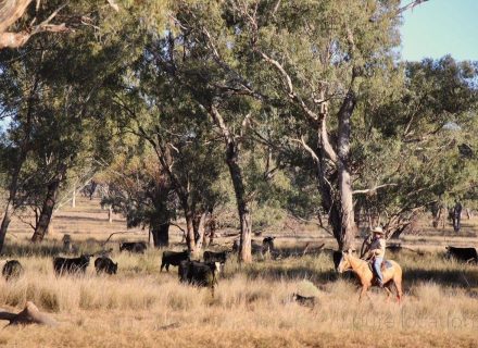 Clementine-Quirindi-8.jpeg