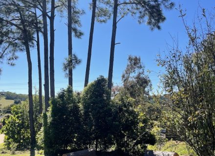 Clovelly Cottage, Eummundi 41