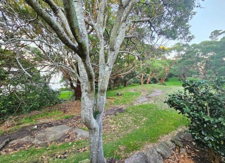 garden established pool