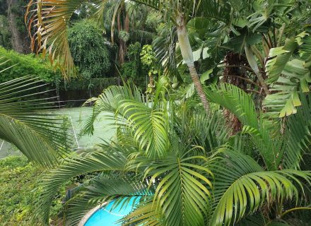 backyard pool