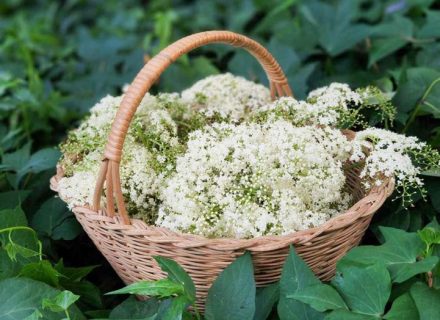 Ever Verdant, Bardwell Valley-01