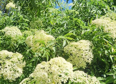 Ever Verdant, Bardwell Valley-03