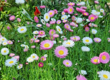 Ever Verdant, Bardwell Valley-04