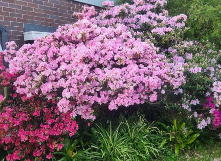 Ever Verdant, Bardwell Valley-05