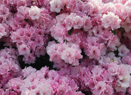 Ever Verdant, Bardwell Valley-07