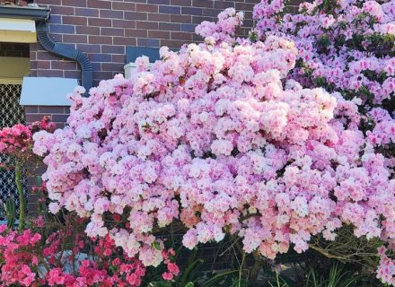 Ever Verdant, Bardwell Valley-08