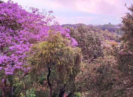 Ever Verdant, Bardwell Valley-10