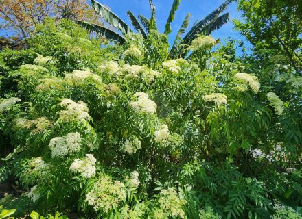 Ever Verdant, Bardwell Valley-11