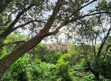 Ever Verdant, Bardwell Valley-15