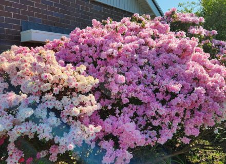 Ever Verdant, Bardwell Valley-18