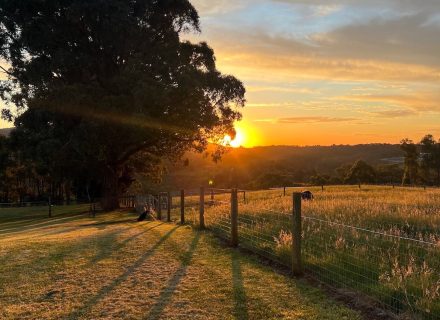 Flaxflower, Wandin North_6