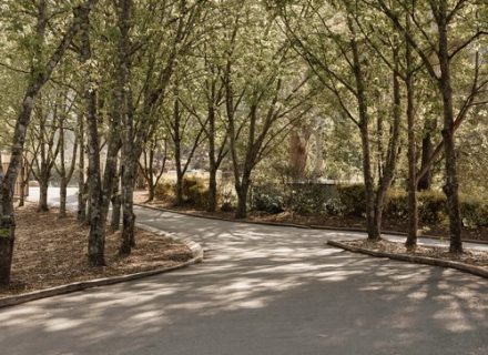 garden established driveway