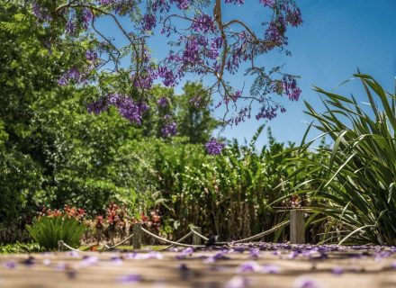 GARDEN-Jacaranda_preview-1-1024x683-1.jpg