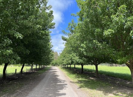 Grove Estate, Benalla 02