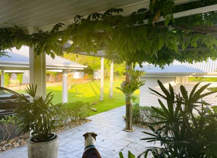 Harridan, Tuckombil-15