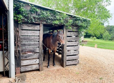 Harridan, Tuckombil-16