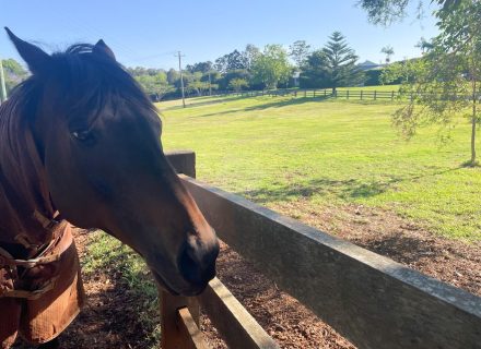 Harridan, Tuckombil-26