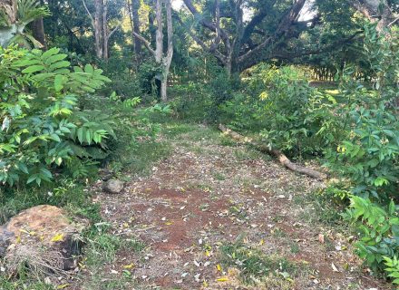 Harridan, Tuckombil-29