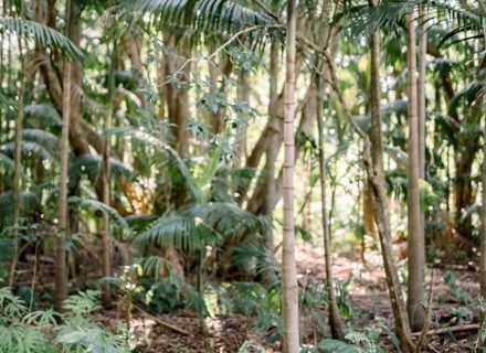 Hastings House, Mt Tamborine 16