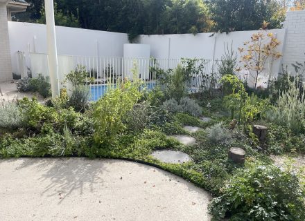 backyard pool garden established