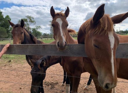 Hunter-Valley-Homestead-Martindale-2.jpeg