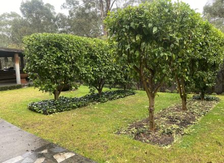 garden established