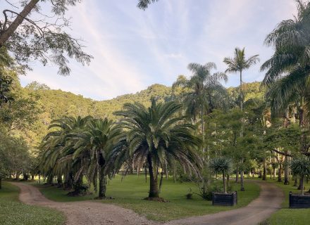 Jumanji, Currumbin Valley 23