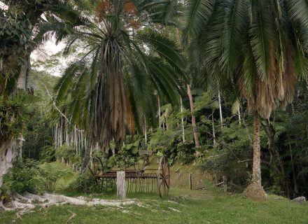 Jumanji, Currumbin Valley 47