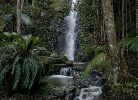 Jumanji, Currumbin Valley 56