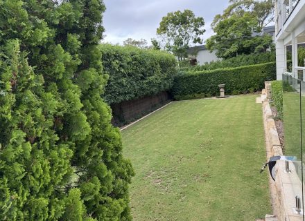 backyard garden established